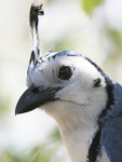 White-throated Magpie-Jay    Calocitta formosa